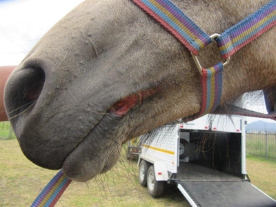 Horse euthanised after being rescued