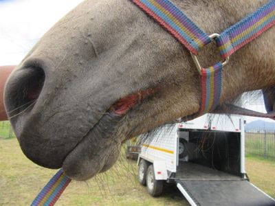 Horse euthanised after being rescued