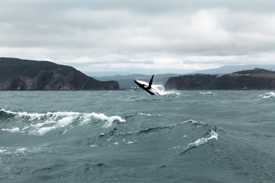 A whale of a time, watching