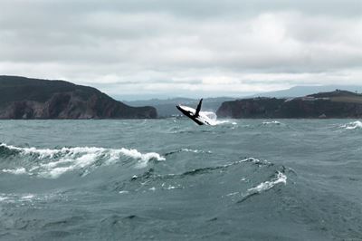 A whale of a time, watching