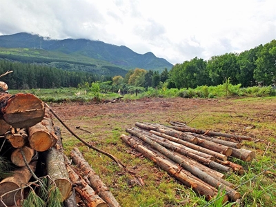 Alien invasive plants MUST be eradicated - learn how