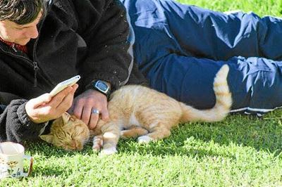 Is dit jou kat?