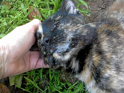Opvolg: Katte in Stilbaai vergiftig