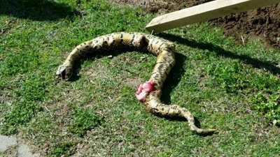 Foto's van slang ontstel