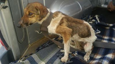 Erg verskwakte hond uitgesit