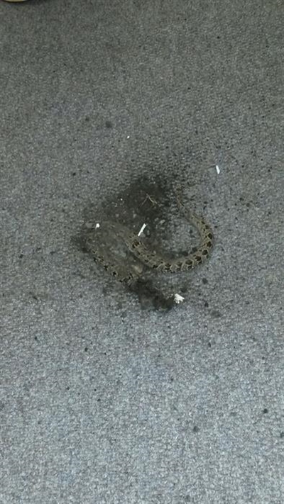 Knysna mayor gets a snake outside office