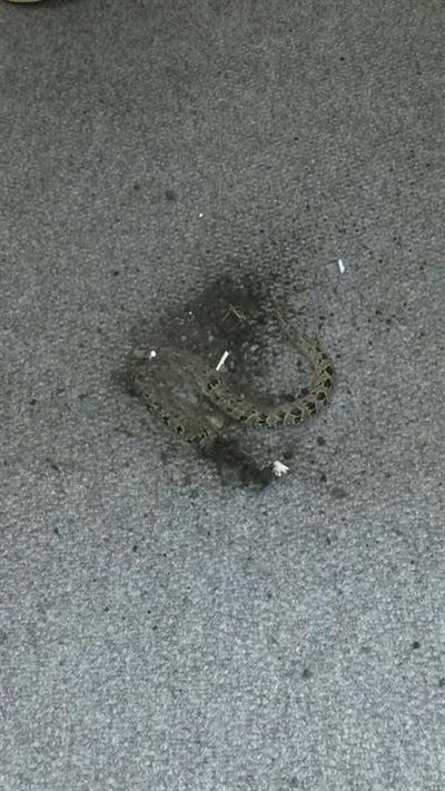 Knysna mayor gets a snake outside office