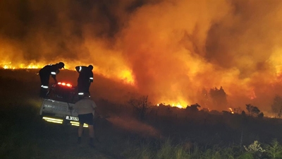 Brand woed reeds 6 dae
