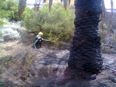 Vandals torch palm tree