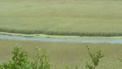 Concerns about Serpentine River