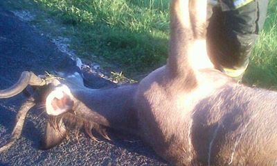 Kyk uit vir wild op paaie