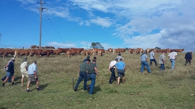 Limousins bied kruisweelde
