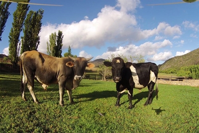 Hommeltuie nuttig vir landbou
