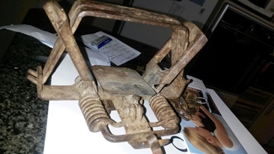 Bosbokrammetjie gered