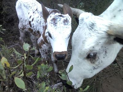 Eerste Nguni-bulletjie vir kalfie-liefhebber