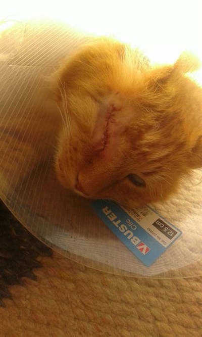 Kat verloor oog na skoot