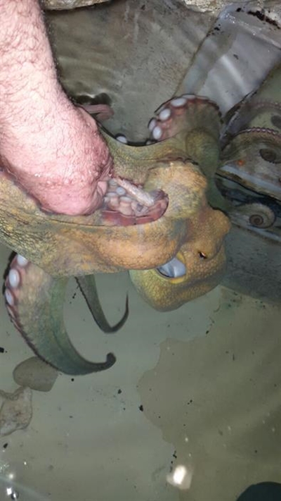 Maimed octopus dies