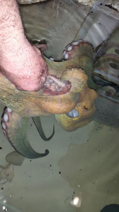 Maimed octopus dies