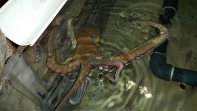 Octopus' tentacles cut off