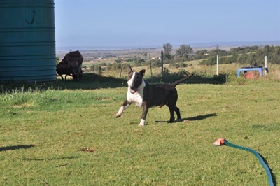 Hond ly na boer hom skiet