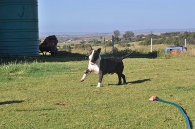 Hond ly na boer hom skiet