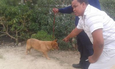 Hond van kant gemaak na besering