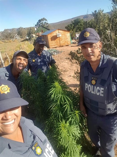 Polisie lê beslag op 14 daggaplante