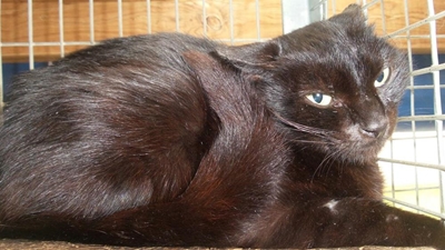 Milk crate cat on the mend