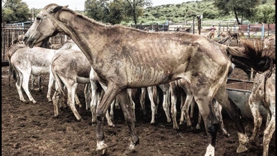 Glenwood House joins 'save the donkey' drive