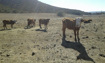 Noodprojek om landbou te red