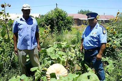 Groen hand sorg vir reuse pampoene