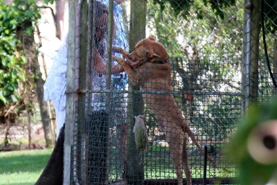 Sedgefield against animal abuse