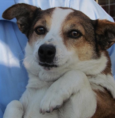 Honde soek eienaars