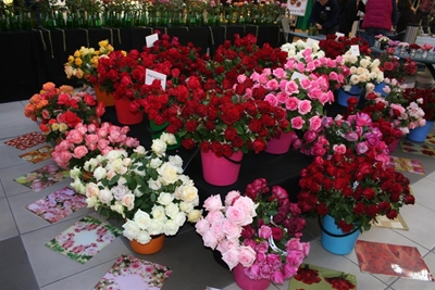 The annual Autumn Rose Show