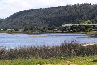 Fish mortalities in Swartvlei drop