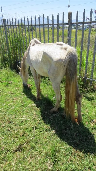 SPCA rescues abused horses in 'sanctuary'