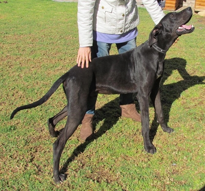 Honde nou gesond en vol lewe
