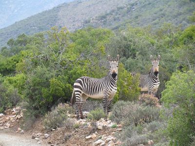 Touwsbergreservaat 'n stukkie Karoo-paradys