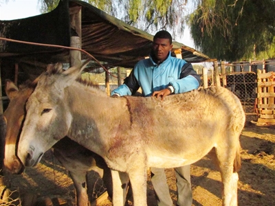 Opvolg: Pit bull val donkies aan