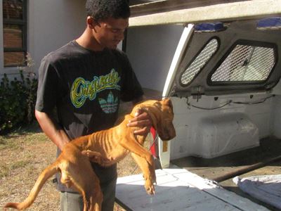 Opvolg: Skok oor verwaarloosde honde