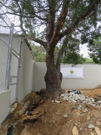 End of a yellowwood?