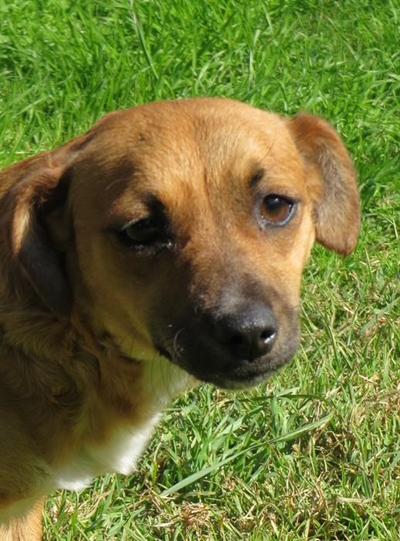Honde vir aanneming by skut