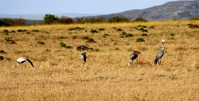 Bloukraanvoëls grasieus op die vlakte