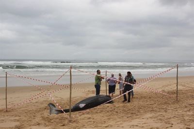 Beak Whale strands at Suiderkruis beach