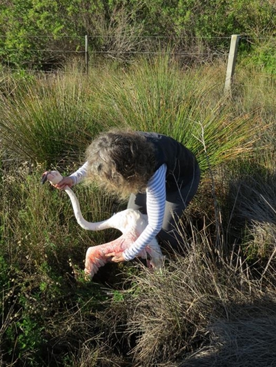 Flamingoes crash into power line, die