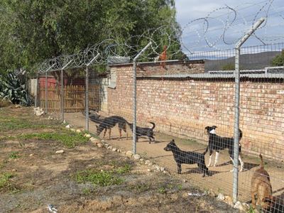 Hardloopbaan vir honde