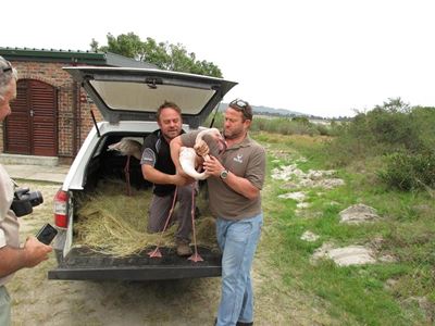 Update: Injured flamingos back in flock