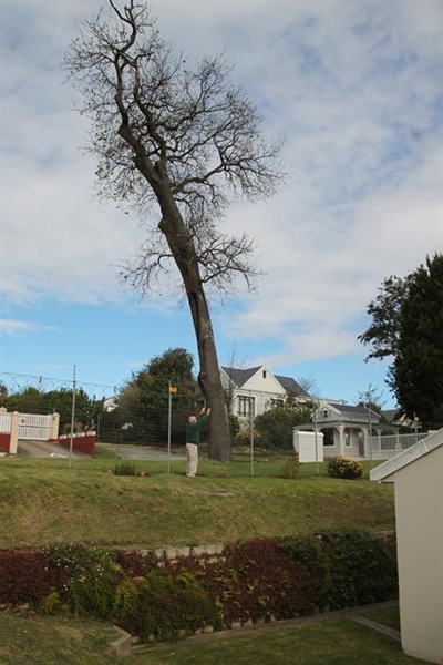 Creaky oak causes concern