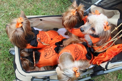 Sedgefield turns orange