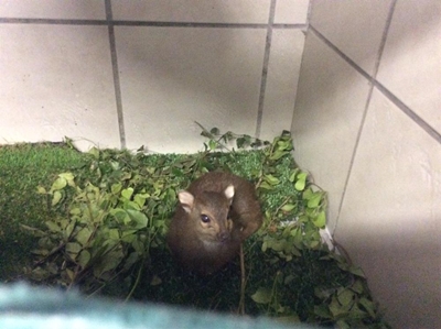Blue duiker rescued from drowning
